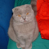 Avatar di zuszaretsky