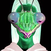 Insectoid Girl.jpg