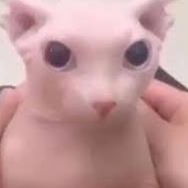 lucidtunameow 的头像