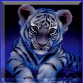 mztiger08 için avatar