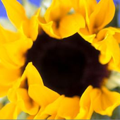 Avatar for sunnyflowers