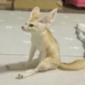 fennec_zak_ 的头像