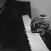 Viral Cat