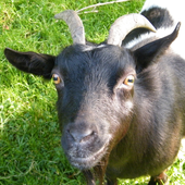 Avatar for GoatOrchestra