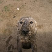 permanant dog paw print dirt stain.jpg