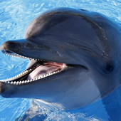 Аватар для DolphinMaster