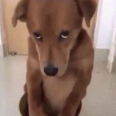 gabireIa 的头像