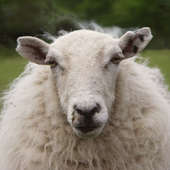Higuysitssheep 的头像