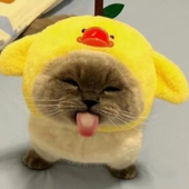 kissikarva 的头像