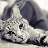 Avatar di Catnip7841