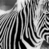 Avatar for Zebra__