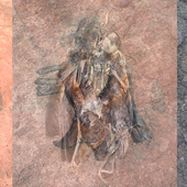 pajaros2.png