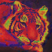 Avatar for TIGERMIKE99