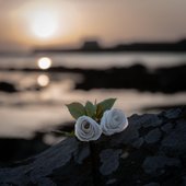 WHERE ROSES WEEP [Explicit]