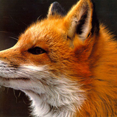 Avatar for crazyasacoolfox