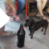 tiranodiego 的头像