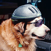 dogbike 的头像