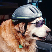 Avatar für dogbike