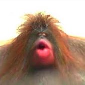 monke
