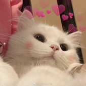 lovisali 的头像