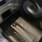 skua.jpg