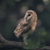 Hadelik 的头像