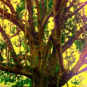 Nimbin Tree