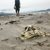 Crabpocalyse.