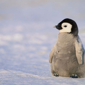 Avatar for PenguinsEatEat