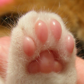 djtoebeans 的头像