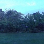 Trees