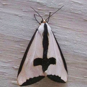 ThexMoth 的头像
