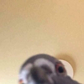 Samsaaam 的头像