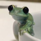 froglet_ 的头像