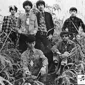 Stray dogs 1