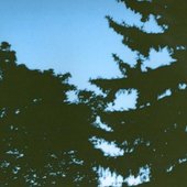 Tangled Memories \"Cover\" Photograph taken by ethan dick tate