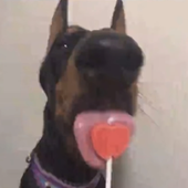 joy_boydd 的头像