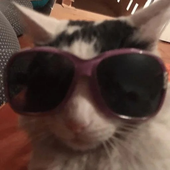 kitssvi 的头像