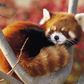 Sanoxx 的头像