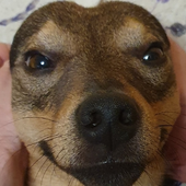 chujujjjj 的头像