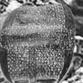 Fickdichinsknie logo