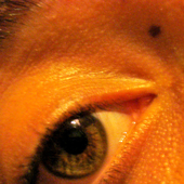 greeneyedlucy için avatar