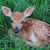 deerlover46