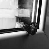 GialloElettrico 的头像