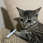 drawxnz 的头像