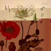 Hostas_PNG_02.png