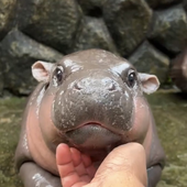 Avatar for RattusJesus