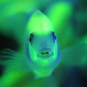 NocturnalFish 的头像