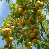 Аватар для goldenplum