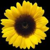 sunflower71 için avatar